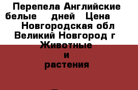 Перепела Английские белые 30 дней › Цена ­ 110 - Новгородская обл., Великий Новгород г. Животные и растения » Птицы   . Новгородская обл.